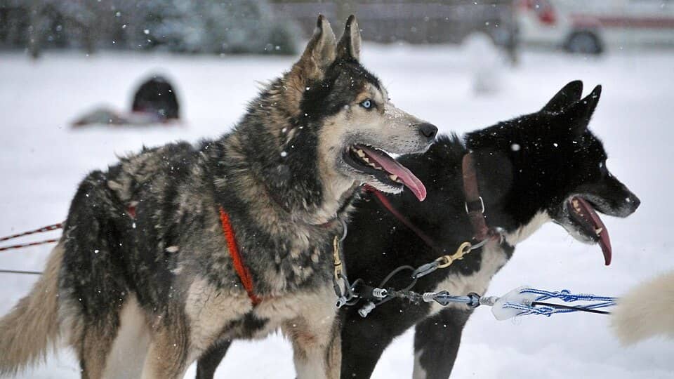 Photo: Dog