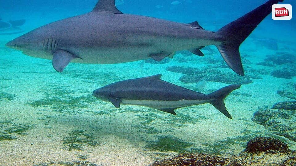 Photo: Dusky shark