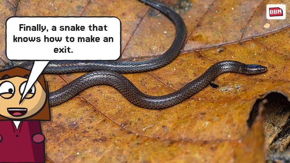 Photo: Pseudorabdion longiceps