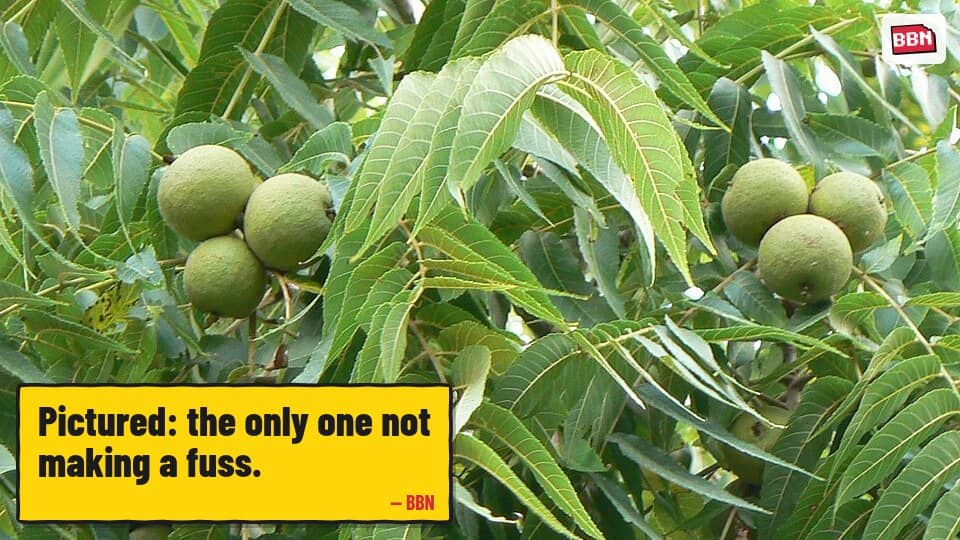 Photo: Juglans nigra
