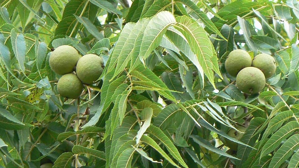 Photo: Juglans nigra