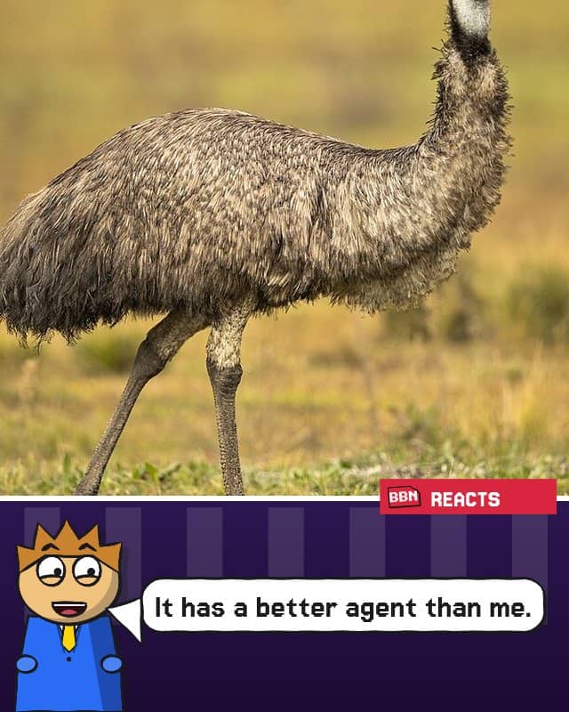 Photo: Emu