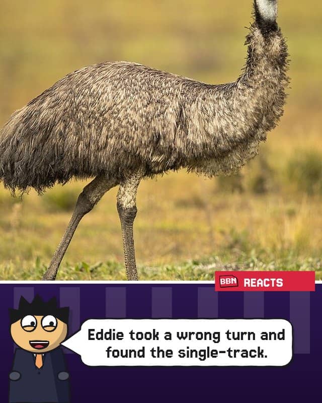 Photo: Emu