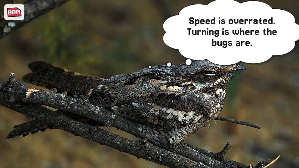 Photo: European nightjar