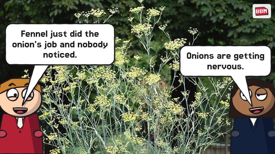 Photo: Fennel