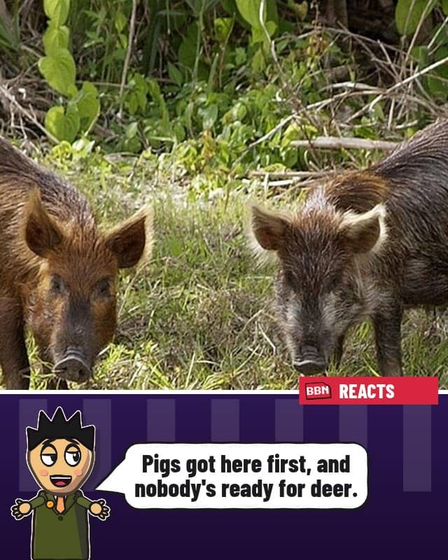 Photo: Feral pig
