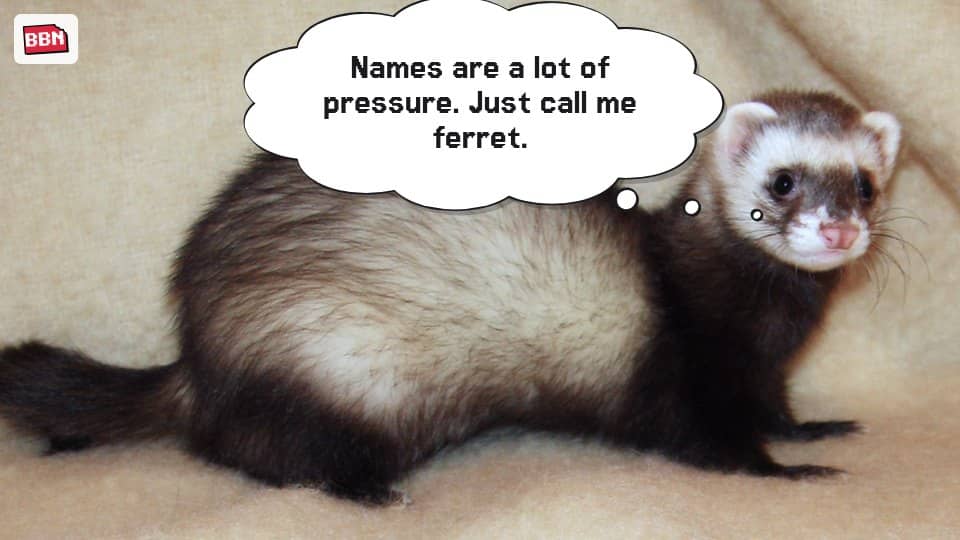 Photo: Ferret