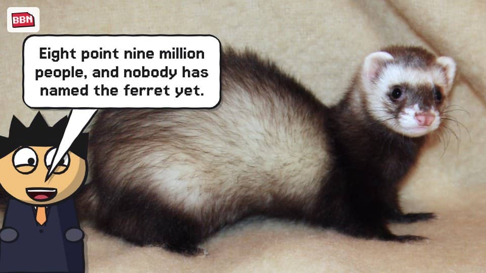 Photo: Ferret
