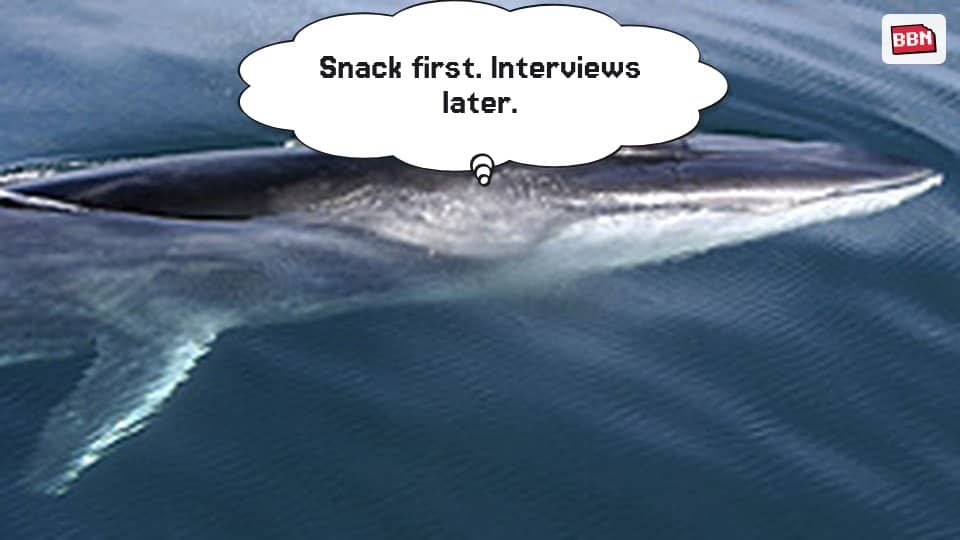 Photo: Fin whale