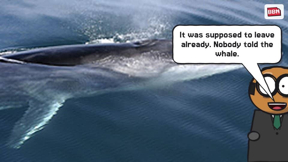 Photo: Fin whale