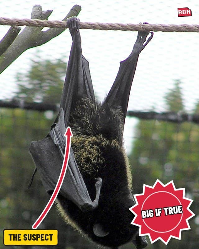 Photo: Pteropus