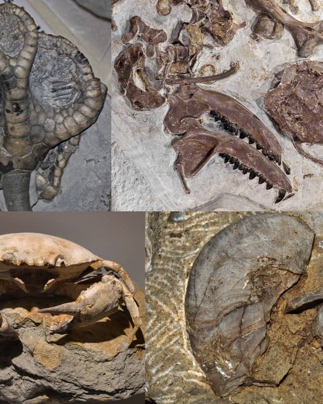 Photo: Fossil