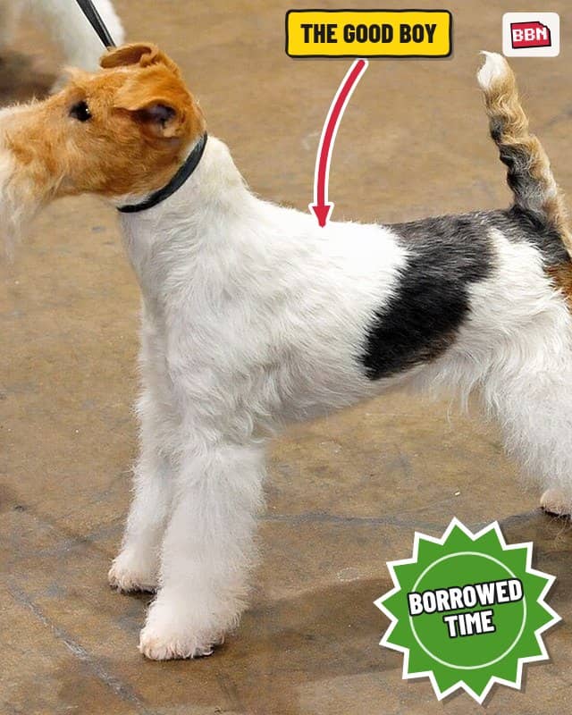Photo: Fox Terrier