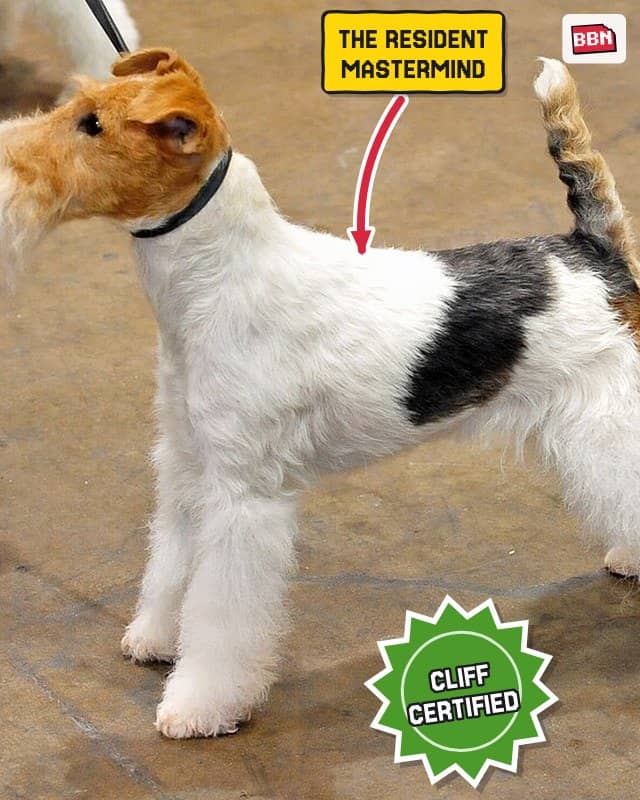Photo: Fox Terrier