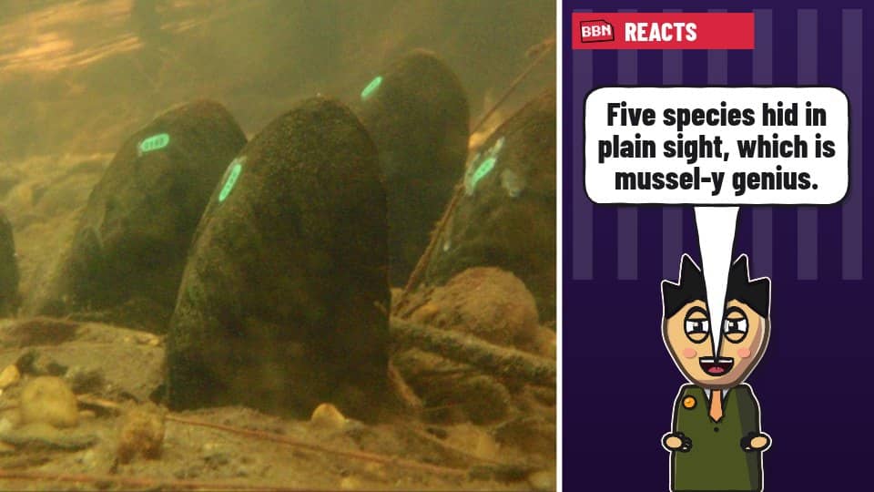 Photo: Freshwater bivalve