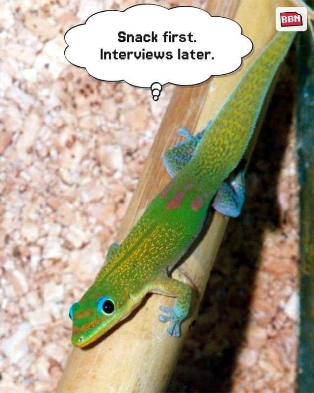 Photo: Gecko