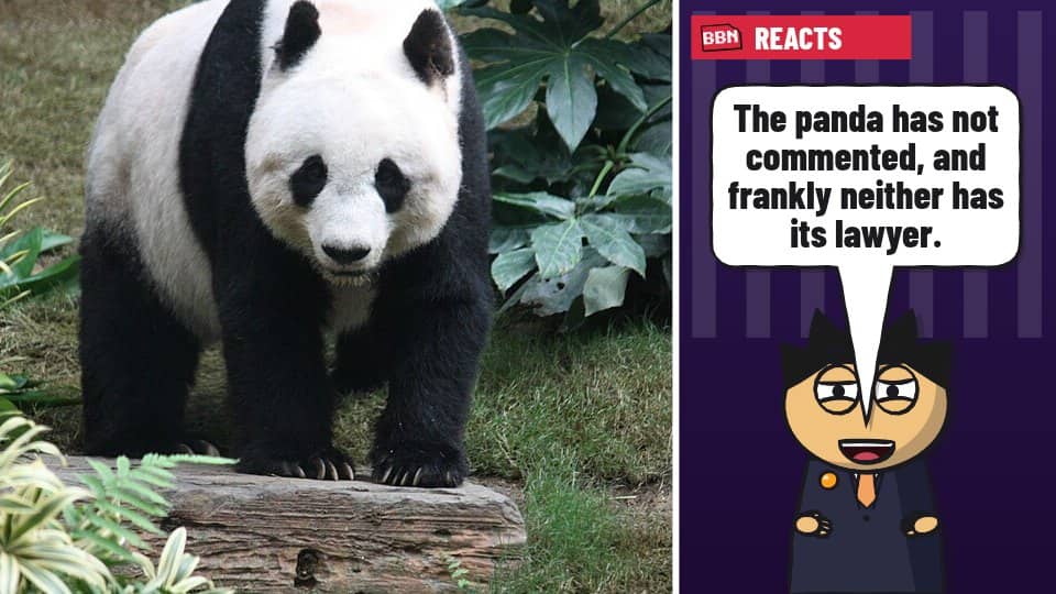 Photo: Giant panda