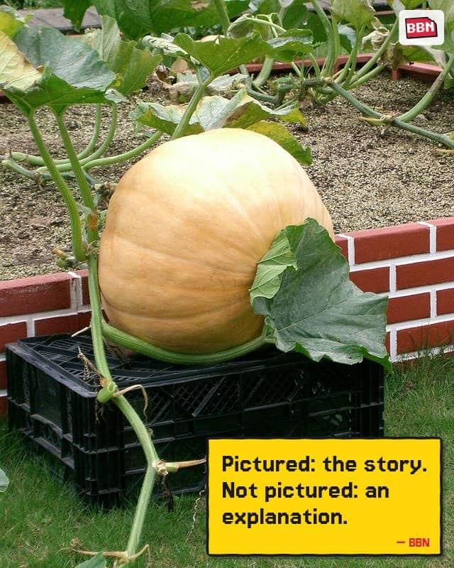Photo: Giant pumpkin