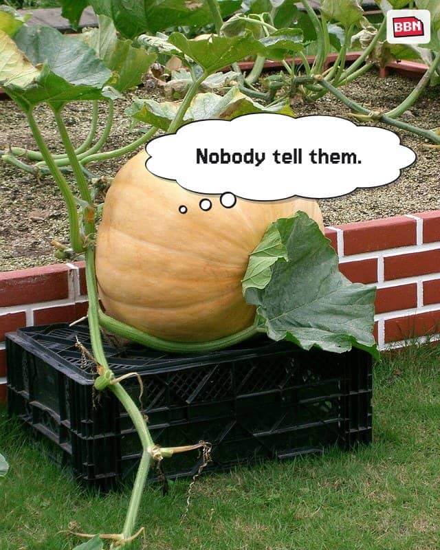 Photo: Giant pumpkin