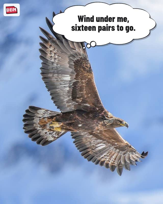 Photo: Golden eagle