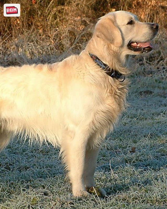 Photo: Golden Retriever
