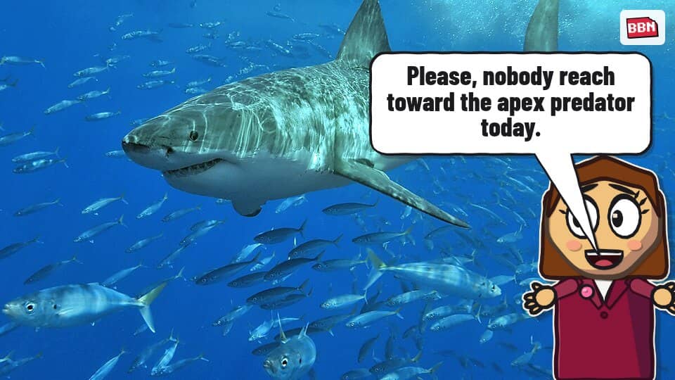 Photo: Great white shark