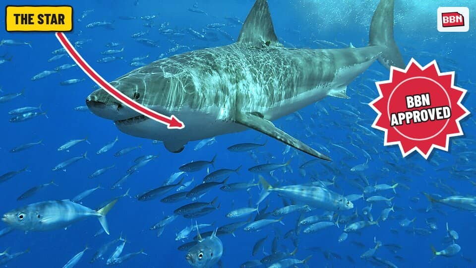 Photo: Great white shark