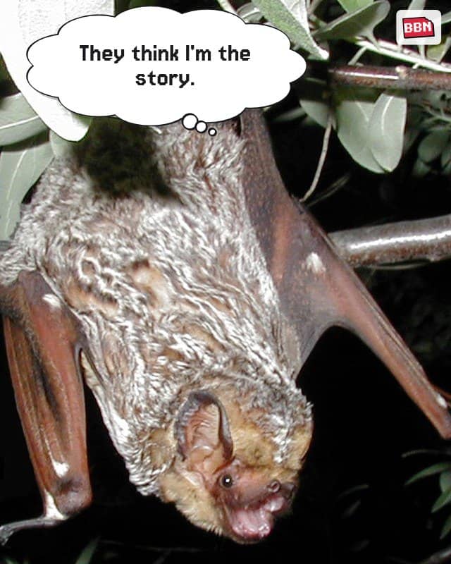 Photo: Hoary bat