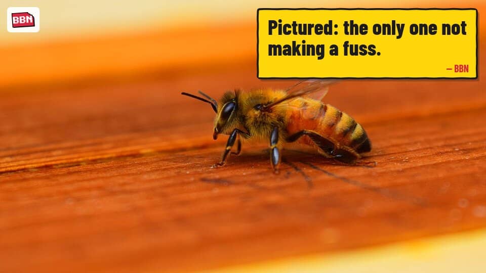Photo: Honey bee