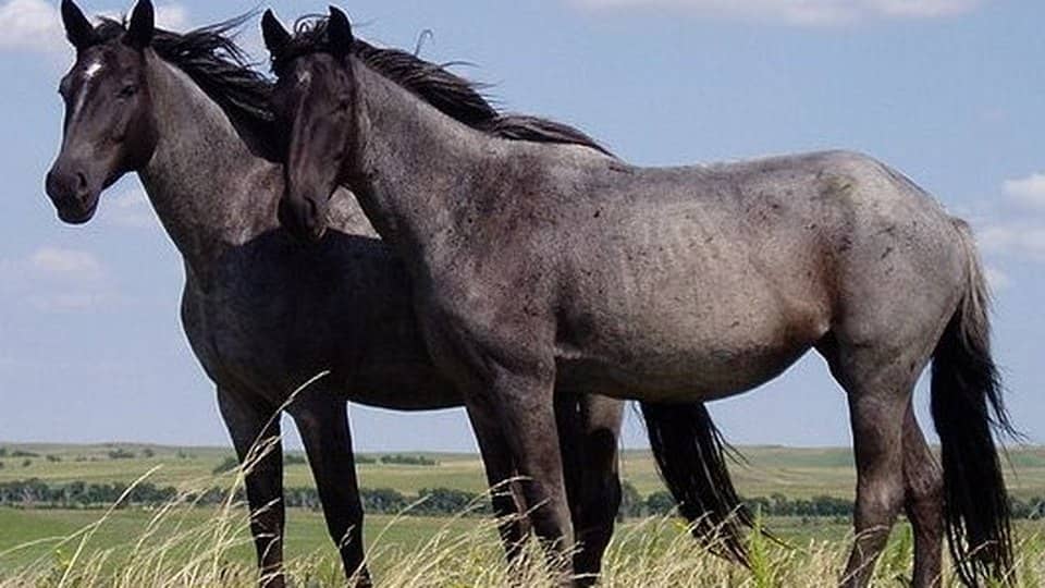 Photo: Horse
