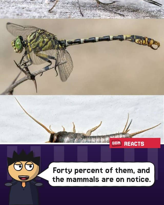 Photo: Insect