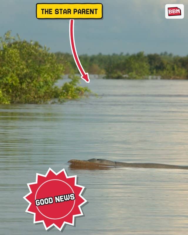 Photo: Irrawaddy dolphin