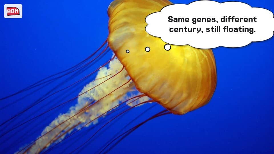 Photo: Jellyfish