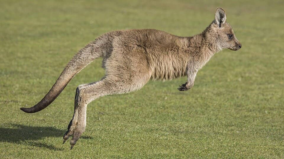 Photo: Kangaroo