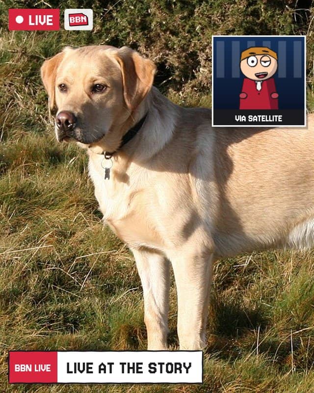 Photo: Labrador Retriever