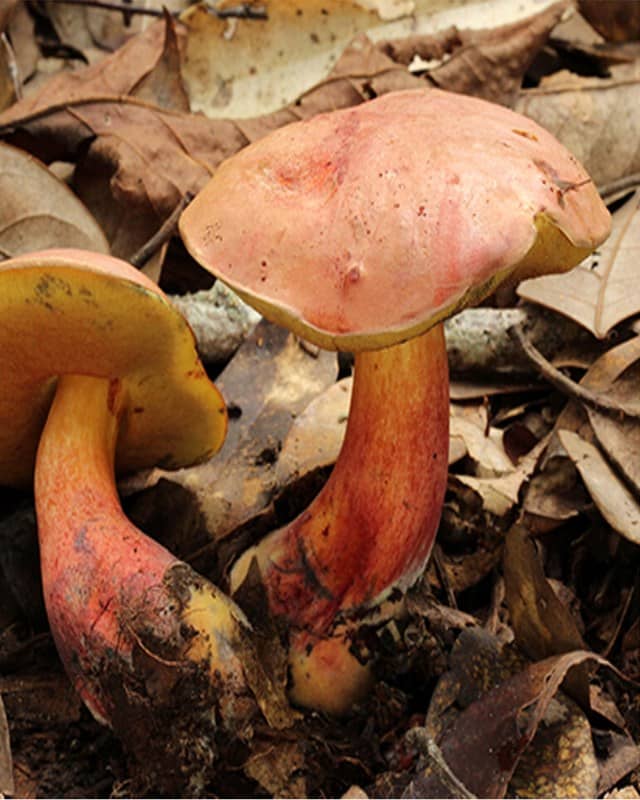 Photo: Lanmaoa asiatica