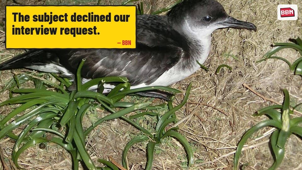 Photo: Manx shearwater