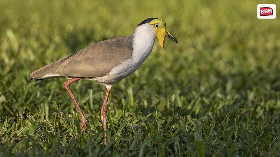 Photo: Masked lapwing
