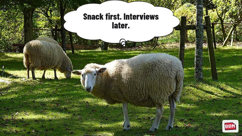 Photo: Merino
