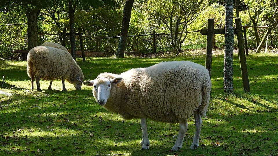 Photo: Merino