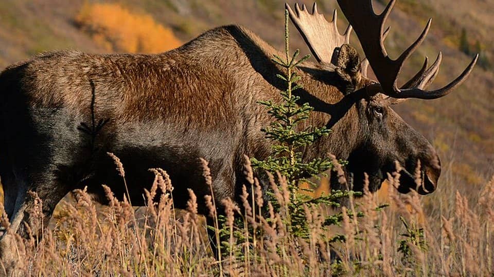 Photo: Moose