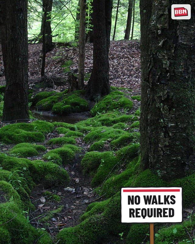 Photo: Moss