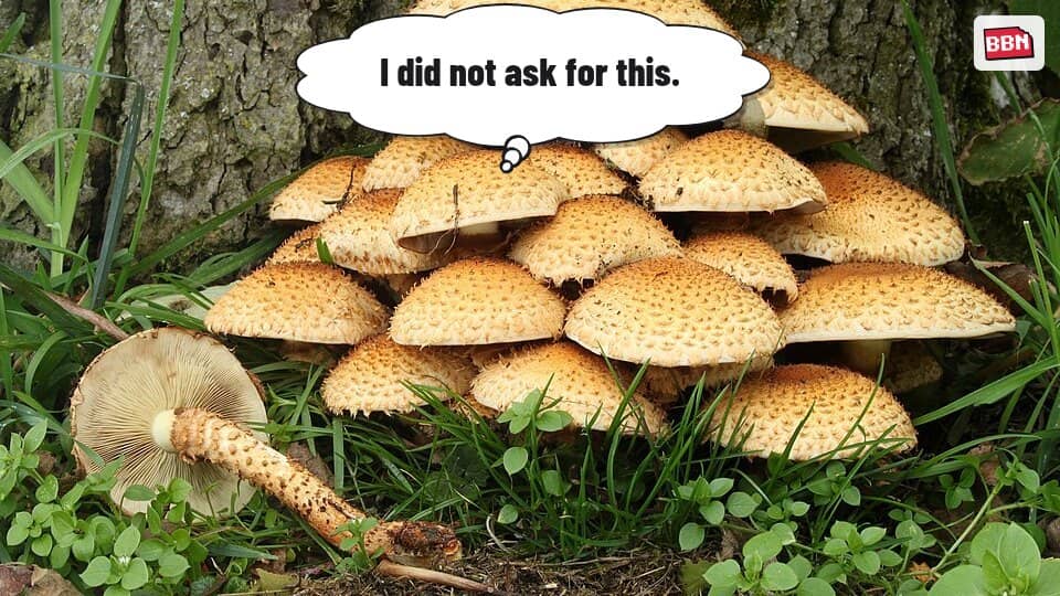 Photo: Mushroom