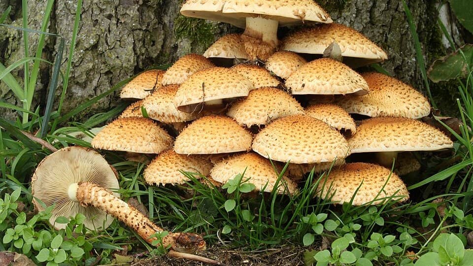 Photo: Mushroom