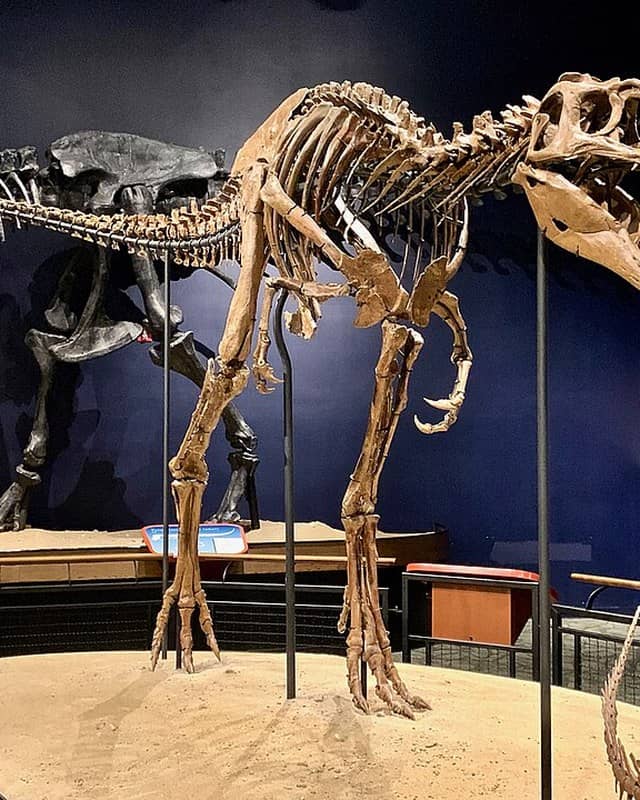 Photo: Nanotyrannus