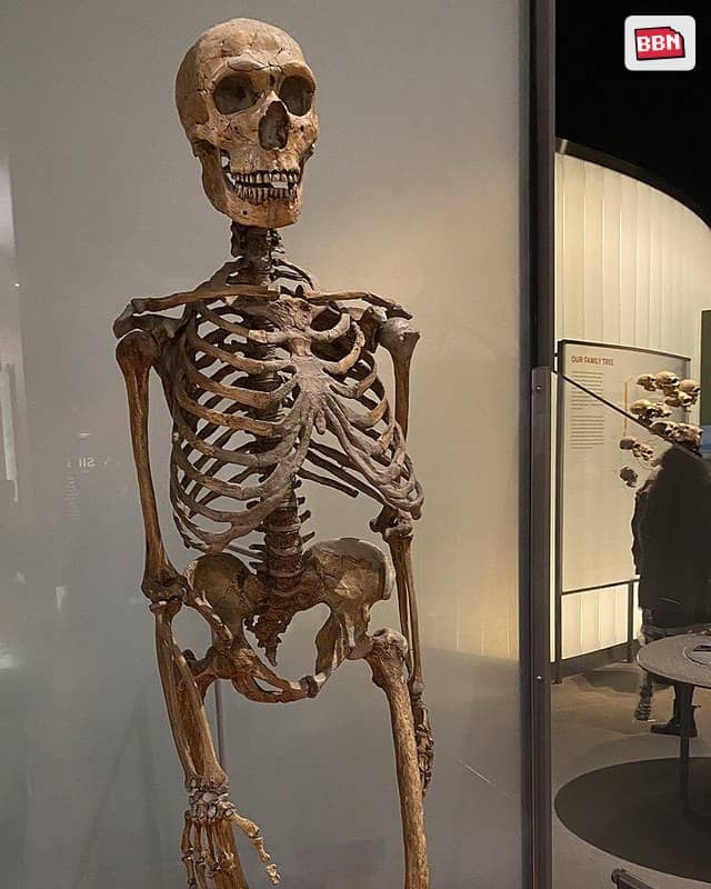 Photo: Neanderthal