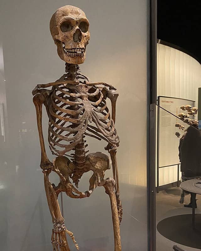 Photo: Neanderthal