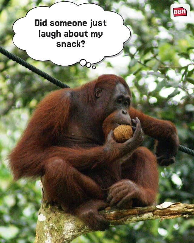 Photo: Orangutan