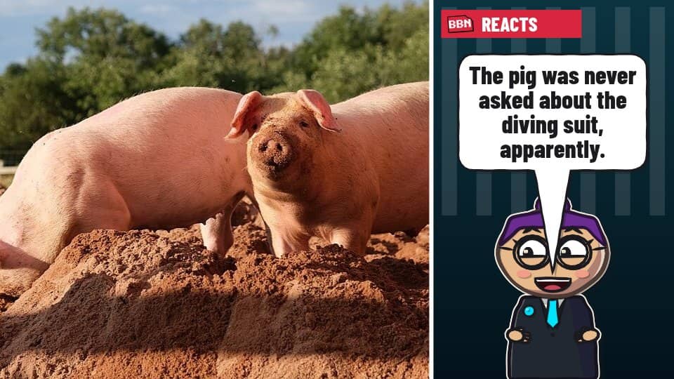 Photo: Pig