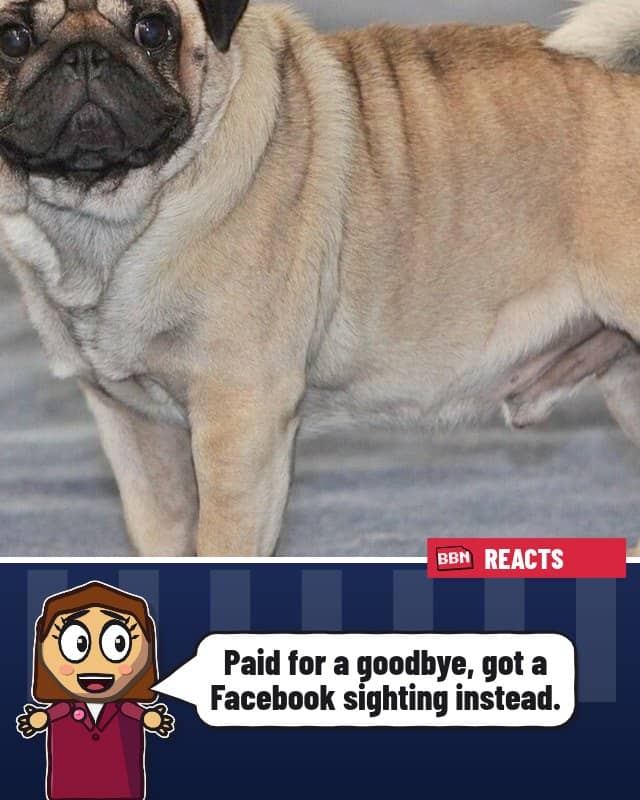 Photo: Pug